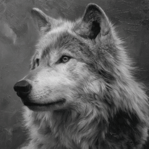 Realistic black and white oil painting of a wolf's head with detailed fur texture and an expressive gaze