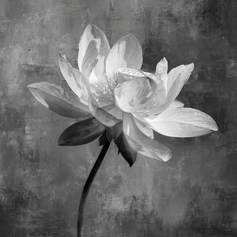 Black and white artwork of a solitary flower with textured background