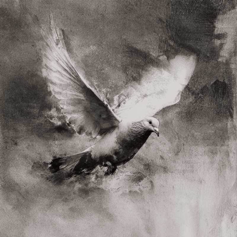 Monochrome artwork depicting a dove in flight with light and shadow effects