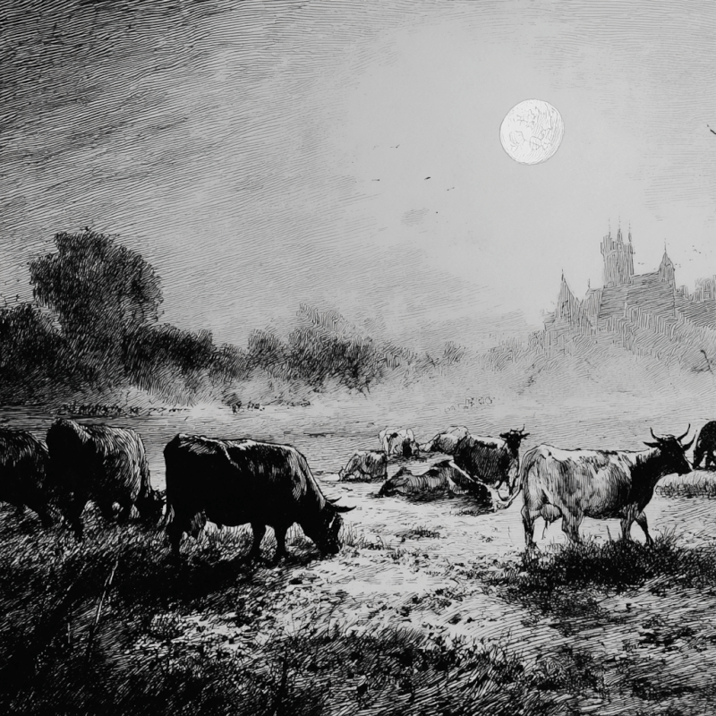Black and white ink drawing depicting a pastoral landscape with cattle grazing near a river under a full moon, with a castle in the distance.